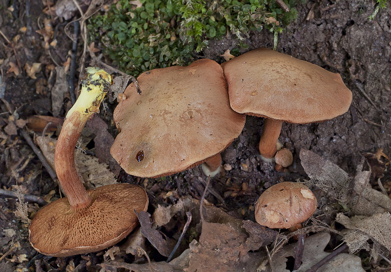 Chalciporus piperatus